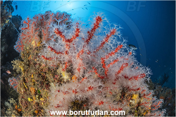 Island Korcula, Croatia, Adriatic sea, Mediterranean sea, Corallium rubrum, Corallium, Coralliidae, Precious Coral, Red coral, Coral, Anthozoa, Cnidaria, Cnidarian, Reef