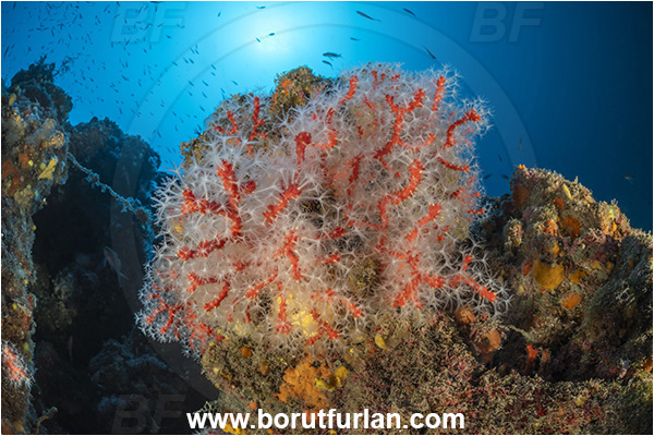 Island Korcula, Croatia, Adriatic sea, Mediterranean sea, Corallium rubrum, Corallium, Coralliidae, Precious Coral, Red coral, Coral, Anthozoa, Cnidaria, Cnidarian, Reef