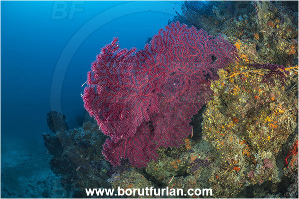 Island Korcula, Croatia, Adriatic sea, Mediterranean sea, Paramuricea clavata, Paramuricea, Plexauridae, Mediterranean gorgonian, Sea fan, Coral, Cnidaria, Cnidarian, Reef