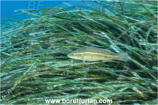 Island Korcula, Croatia, Adriatic sea, Mediterranean sea, Symphodus tinca, Symphodus, Labridae, East Atlantic peacock wrasse, Wrasse, Fish