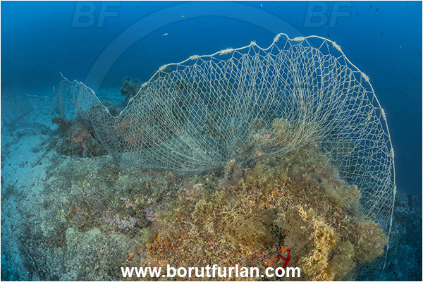 Island Korcula, Croatia, Adriatic sea, Mediterranean sea, Reef, Abandoned fishing net, Discarded fishing net
