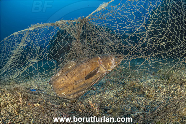 Island Korcula, Croatia, Adriatic sea, Mediterranean sea, Reef, Abandoned fishing net, Dying fish, Discarded fishing net, Phycis phycis, Phycis, Phycidae, Forkbeard, Fish
