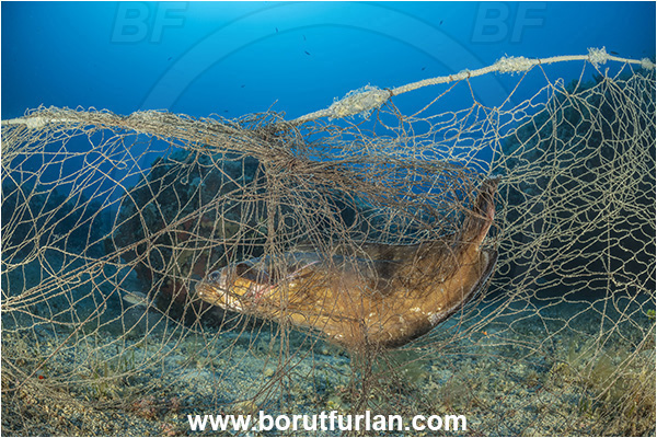 Island Korcula, Croatia, Adriatic sea, Mediterranean sea, Reef, Abandoned fishing net, Dying fish, Discarded fishing net, Phycis phycis, Phycis, Phycidae, Forkbeard, Fish