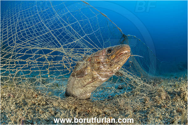 Island Korcula, Croatia, Adriatic sea, Mediterranean sea, Reef, Abandoned fishing net, Dying fish, Discarded fishing net, Phycis phycis, Phycis, Phycidae, Forkbeard, Fish