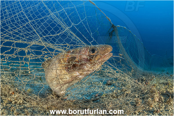 Island Korcula, Croatia, Adriatic sea, Mediterranean sea, Reef, Abandoned fishing net, Dying fish, Discarded fishing net, Phycis phycis, Phycis, Phycidae, Forkbeard, Fish