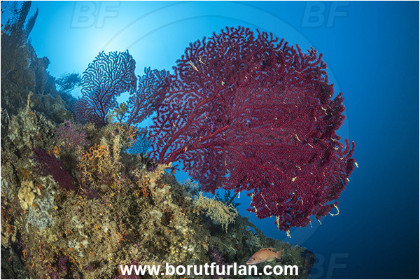 Island Korcula, Croatia, Adriatic sea, Mediterranean sea, Paramuricea clavata, Paramuricea, Plexauridae, Mediterranean gorgonian, Sea fan, Coral, Cnidaria, Cnidarian, Reef
