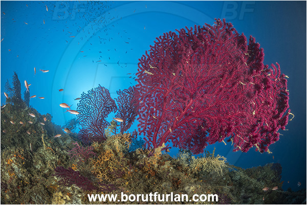 Island Korcula, Croatia, Adriatic sea, Mediterranean sea, Paramuricea clavata, Paramuricea, Plexauridae, Mediterranean gorgonian, Sea fan, Coral, Cnidaria, Cnidarian, Reef