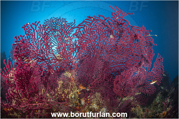 Island Korcula, Croatia, Adriatic sea, Mediterranean sea, Paramuricea clavata, Paramuricea, Plexauridae, Mediterranean gorgonian, Sea fan, Coral, Cnidaria, Cnidarian, Reef