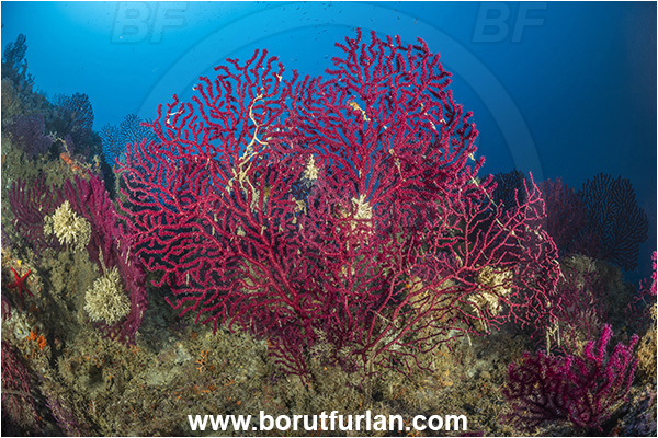 Island Korcula, Croatia, Adriatic sea, Mediterranean sea, Paramuricea clavata, Paramuricea, Plexauridae, Mediterranean gorgonian, Sea fan, Coral, Cnidaria, Cnidarian, Reef