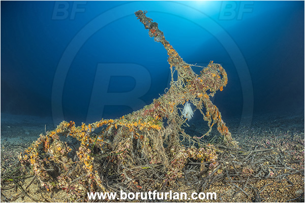 Island Korcula, Croatia, Adriatic sea, Mediterranean sea, Reef, Anchor, Wreck