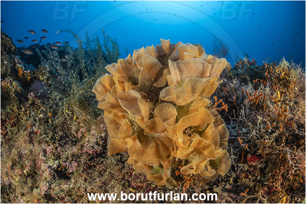 Island Korcula, Croatia, Adriatic sea, Mediterranean sea, Reteporella beaniana, Reteporella, Phidoloporidae, Bryozoa, Bryozoan, Reef