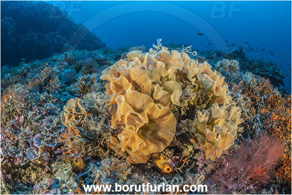 Island Korcula, Croatia, Adriatic sea, Mediterranean sea, Reteporella beaniana, Reteporella, Phidoloporidae, Bryozoa, Bryozoan, Reef