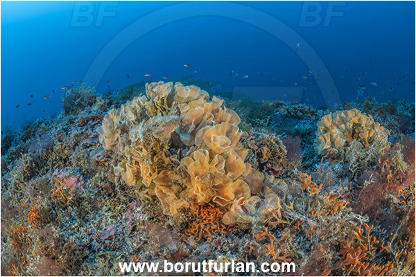 Island Korcula, Croatia, Adriatic sea, Mediterranean sea, Reteporella beaniana, Reteporella, Phidoloporidae, Bryozoa, Bryozoan, Reef