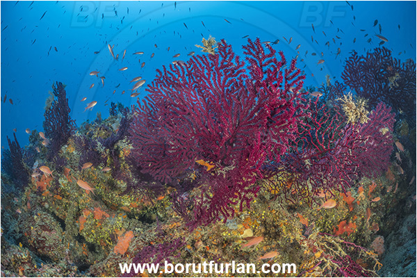 Island Korcula, Croatia, Adriatic sea, Mediterranean sea, Paramuricea clavata, Paramuricea, Plexauridae, Mediterranean gorgonian, Sea fan, Coral, Cnidaria, Cnidarian, Reef