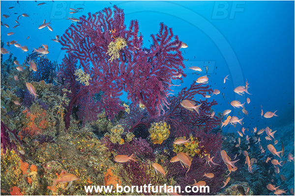 Island Korcula, Croatia, Adriatic sea, Mediterranean sea, Paramuricea clavata, Paramuricea, Plexauridae, Mediterranean gorgonian, Sea fan, Coral, Cnidaria, Cnidarian, Reef, Anthias anthias, Anthias, Serranidae, Swallowtail seaperch, Seaperch, Fish, Fish school