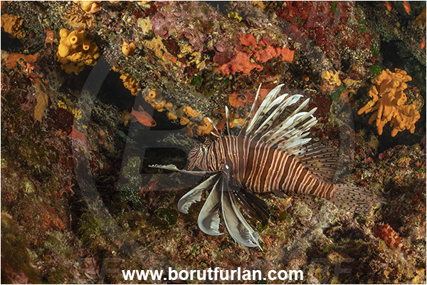 Island Korcula, Croatia, Adriatic sea, Mediterranean sea, Reef, Pterois miles, Pterois, Scorpaenidae, Devil Firefish, Lionfish, Fish