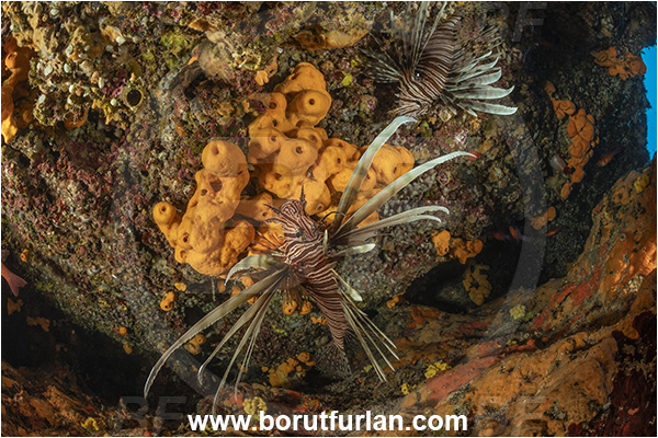 Island Korcula, Croatia, Adriatic sea, Mediterranean sea, Reef, Pterois miles, Pterois, Scorpaenidae, Devil Firefish, Lionfish, Fish