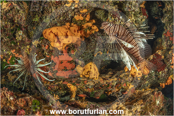 Island Korcula, Croatia, Adriatic sea, Mediterranean sea, Reef, Pterois miles, Pterois, Scorpaenidae, Devil Firefish, Lionfish, Fish