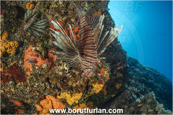 Island Korcula, Croatia, Adriatic sea, Mediterranean sea, Reef, Pterois miles, Pterois, Scorpaenidae, Devil Firefish, Lionfish, Fish