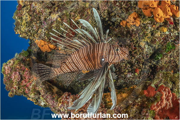 Island Korcula, Croatia, Adriatic sea, Mediterranean sea, Reef, Pterois miles, Pterois, Scorpaenidae, Devil Firefish, Lionfish, Fish