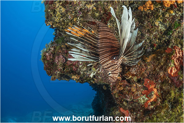 Island Korcula, Croatia, Adriatic sea, Mediterranean sea, Reef, Pterois miles, Pterois, Scorpaenidae, Devil Firefish, Lionfish, Fish