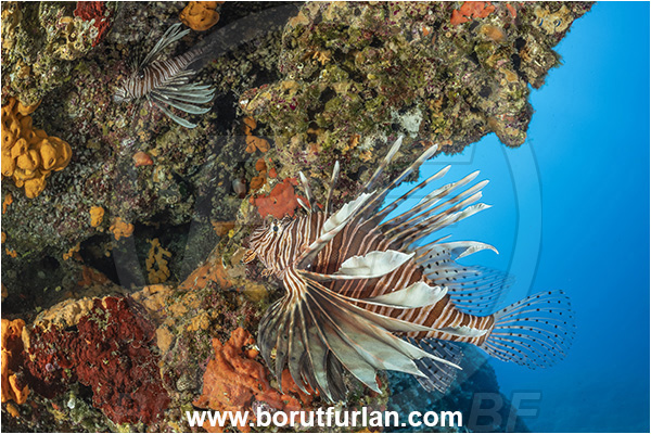 Island Korcula, Croatia, Adriatic sea, Mediterranean sea, Reef, Pterois miles, Pterois, Scorpaenidae, Devil Firefish, Lionfish, Fish