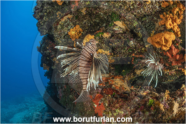 Island Korcula, Croatia, Adriatic sea, Mediterranean sea, Reef, Pterois miles, Pterois, Scorpaenidae, Devil Firefish, Lionfish, Fish