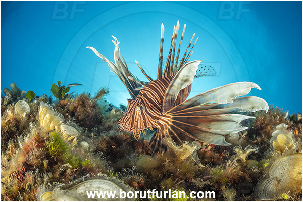 Island Korcula, Croatia, Adriatic sea, Mediterranean sea, Reef, Pterois miles, Pterois, Scorpaenidae, Devil Firefish, Lionfish, Fish