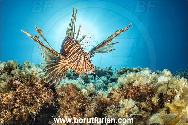 Island Korcula, Croatia, Adriatic sea, Mediterranean sea, Reef, Pterois miles, Pterois, Scorpaenidae, Devil Firefish, Lionfish, Fish