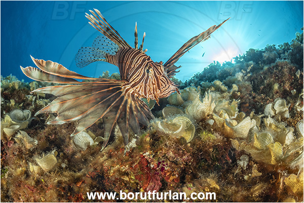 Island Korcula, Croatia, Adriatic sea, Mediterranean sea, Reef, Pterois miles, Pterois, Scorpaenidae, Devil Firefish, Lionfish, Fish
