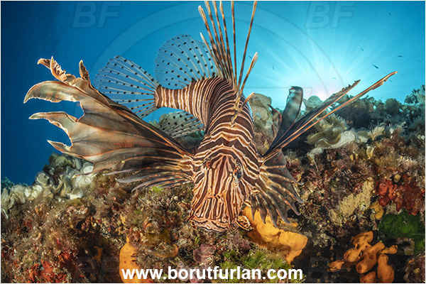 Island Korcula, Croatia, Adriatic sea, Mediterranean sea, Reef, Pterois miles, Pterois, Scorpaenidae, Devil Firefish, Lionfish, Fish