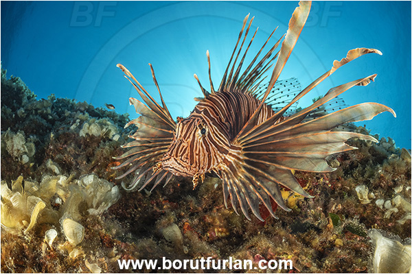 Island Korcula, Croatia, Adriatic sea, Mediterranean sea, Reef, Pterois miles, Pterois, Scorpaenidae, Devil Firefish, Lionfish, Fish
