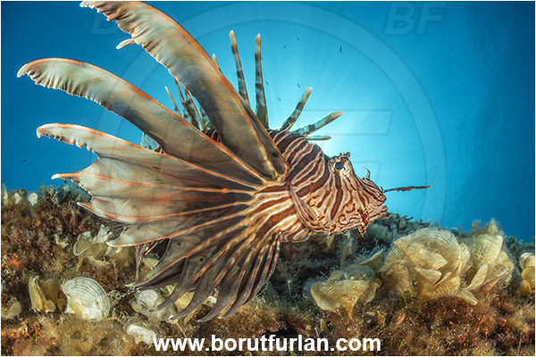 Island Korcula, Croatia, Adriatic sea, Mediterranean sea, Reef, Pterois miles, Pterois, Scorpaenidae, Devil Firefish, Lionfish, Fish