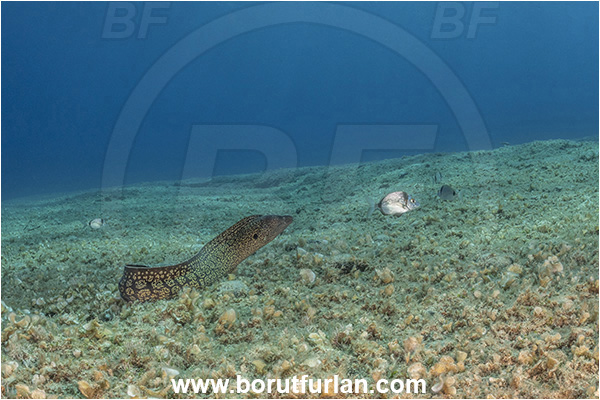 Island Korcula, Croatia, Adriatic sea, Mediterranean sea, Muraena helena, Muraena, Muraenidae, Mediterranean moray, Moray, Fish, Reef