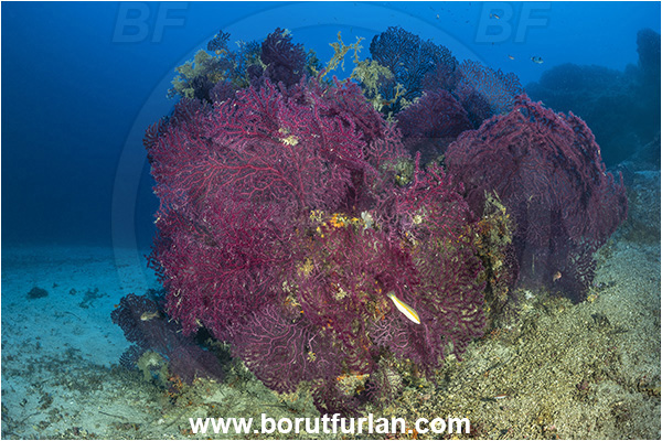Island Korcula, Croatia, Adriatic sea, Mediterranean sea, Paramuricea clavata, Paramuricea, Plexauridae, Mediterranean gorgonian, Sea fan, Coral, Cnidaria, Cnidarian, Reef