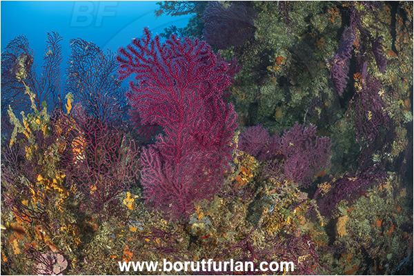 Island Korcula, Croatia, Adriatic sea, Mediterranean sea, Paramuricea clavata, Paramuricea, Plexauridae, Mediterranean gorgonian, Sea fan, Coral, Cnidaria, Cnidarian, Reef