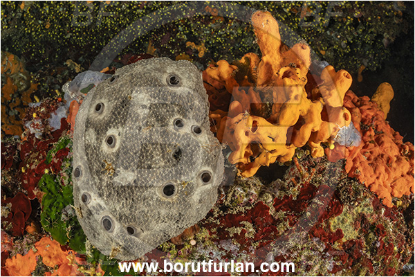 Island Korcula, Croatia, Adriatic sea, Mediterranean sea, Ircinia oros, Ircinia, Irciniidae, Sponge, Porifera, Reef