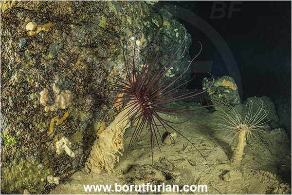 Island Korcula, Croatia, Adriatic sea, Mediterranean sea, Cerianthus membranaceus, Cerianthus, Cerianthidae, Cylinder anemone, Tube dwelling anemone, Tube anemone, Anemone, Anthozoa, Cnidaria, Cnidarian, Cave