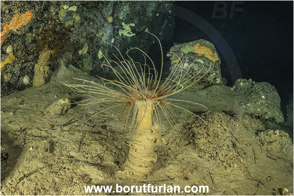 Island Korcula, Croatia, Adriatic sea, Mediterranean sea, Cerianthus membranaceus, Cerianthus, Cerianthidae, Cylinder anemone, Tube dwelling anemone, Tube anemone, Anemone, Anthozoa, Cnidaria, Cnidarian, Cave