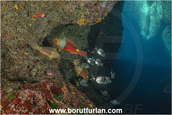 Island Korcula, Croatia, Adriatic sea, Mediterranean sea, Diplodus vulgaris, Diplodus, Sparidae, Common two-banded seabream, Seabream, Fish, Fish school, cave, Sparisoma cretense, Sparisoma, Scaridae, Mediterranean parrotfish, Parrotfish