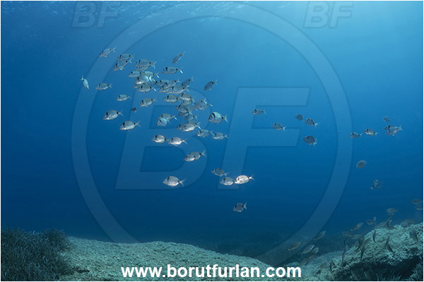 Island Korcula, Croatia, Adriatic sea, Mediterranean sea, Diplodus vulgaris, Diplodus, Sparidae, Common two-banded seabream, Seabream, Fish, Fish school