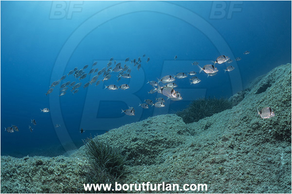 Island Korcula, Croatia, Adriatic sea, Mediterranean sea, Diplodus vulgaris, Diplodus, Sparidae, Common two-banded seabream, Seabream, Fish, Fish school