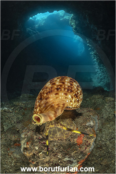 Island Korcula, Croatia, Adriatic sea, Mediterranean sea, Charonia lampas, Charonia, Charoniidae, Trumpet shell, Knobbed triton, Triton, Sea snail, Gastropoda, Mollusca, Mollusc, Reef, Cave