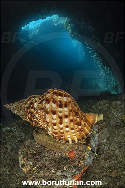 Island Korcula, Croatia, Adriatic sea, Mediterranean sea, Charonia lampas, Charonia, Charoniidae, Trumpet shell, Knobbed triton, Triton, Sea snail, Gastropoda, Mollusca, Mollusc, Reef, Cave