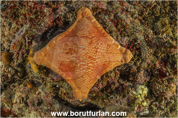 Island Lastovo, Croatia, Adriatic sea, Mediterranean sea, Peltaster placenta, Peltaster, Goniasteridae, Penta Starfish, Strafish, Four arms, Asteroidea, Echinodermata, Echinoderm
