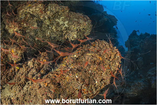 Island Lasotov, Croatia, Adriatic sea, Mediterranean sea, Plesionika narval, Plesionika, Pandalidae, Decapoda, Narwal shrimp, Shrimp, Crustacea, Crustacean, Cave, Reef