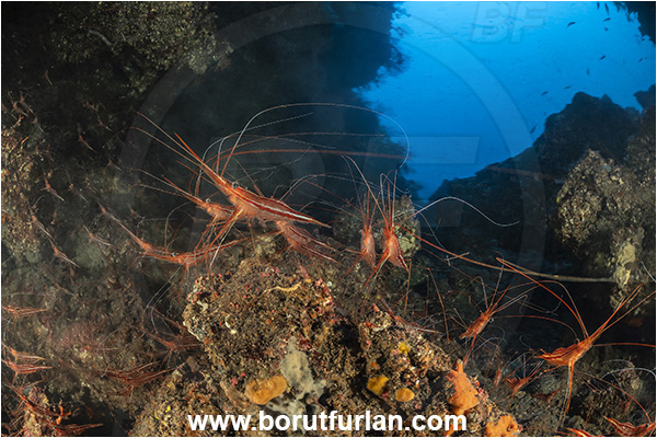 Island Lasotov, Croatia, Adriatic sea, Mediterranean sea, Plesionika narval, Plesionika, Pandalidae, Decapoda, Narwal shrimp, Shrimp, Crustacea, Crustacean, Cave, Reef