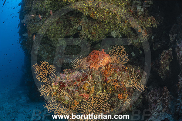 Island Lastovo, Croatia, Adriatic sea, Mediterranean sea, Scorpaena scrofa, Scorpaena, Scorpaenidae, Great red scorpionfish, Scorpionfish, Fish, Reef