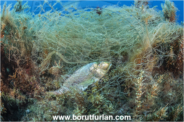 Island Lastovo, Croatia, Adriatic sea, Mediterranean sea, Reef, Abandoned fishing net, Dead fish, Discarded fishing net, Dentex dentex, Dentex, Sparidae, Common dentex, Bream, Fish