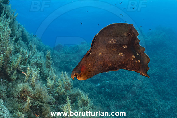 Island Lastovo, Croatia, Adriatic sea, Mediterranean sea, Aplysia fasciata, Aplysia, Aplysiidae, Mottled sea hare, Sea hare, Nudibranch, Sea slug, Gastropoda, Mollusca, Reef, Swimming, Algae